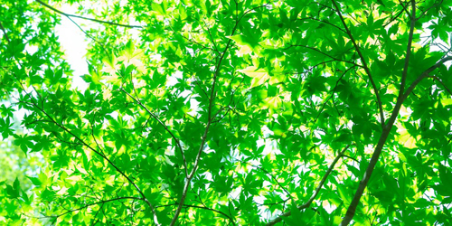 環境への取り組み